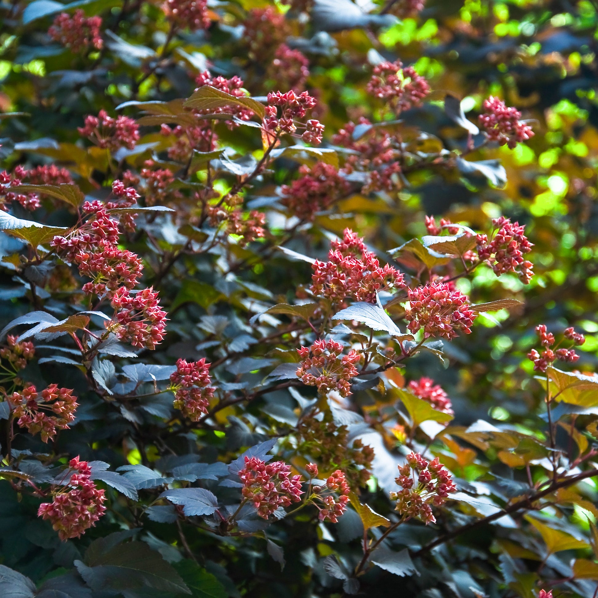 Physocarpus opulifolius Red Baron - Physocarpe Red Baron - Plantes de terrasses et balcons
