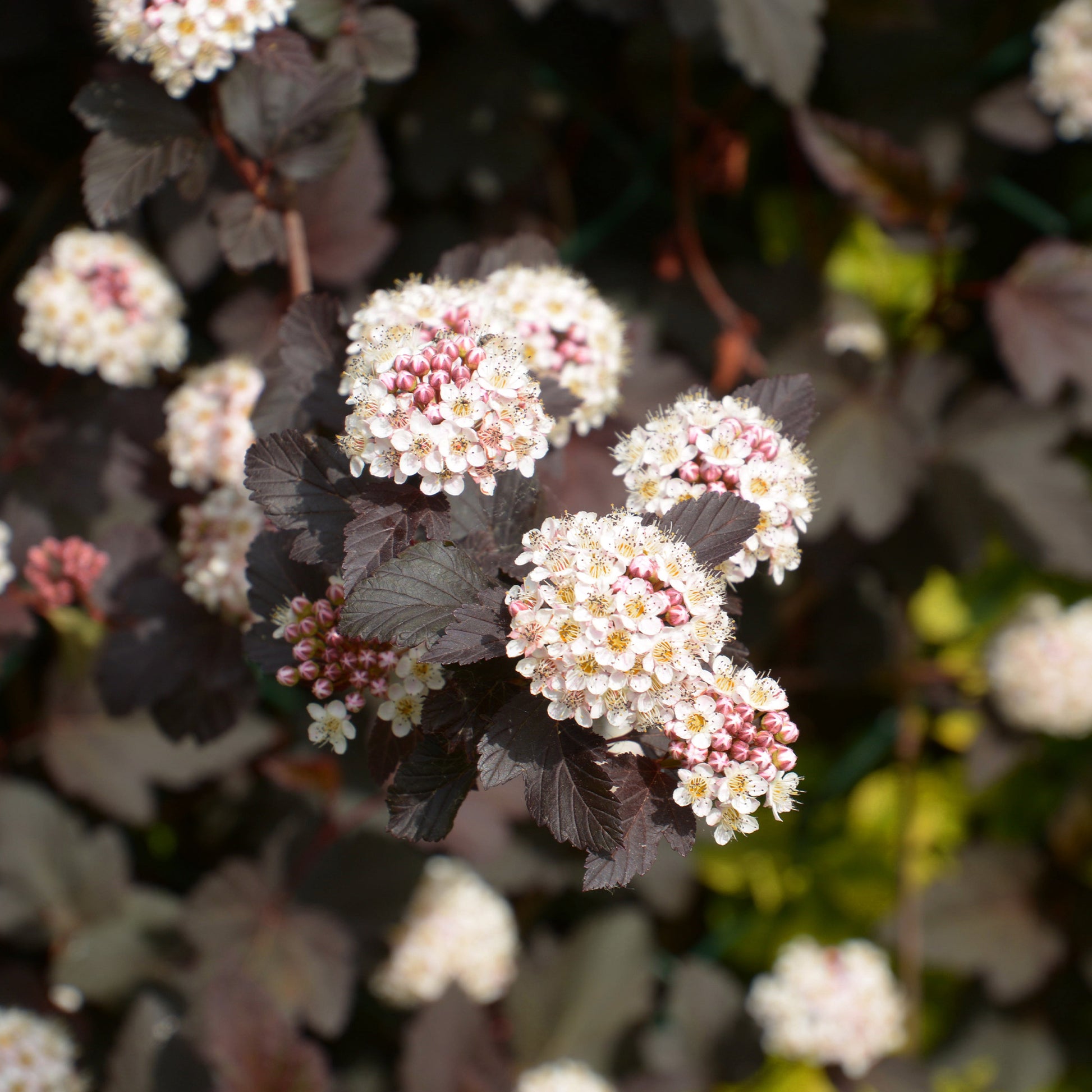 Vente Physocarpe Red Baron - Physocarpus opulifolius Red Baron