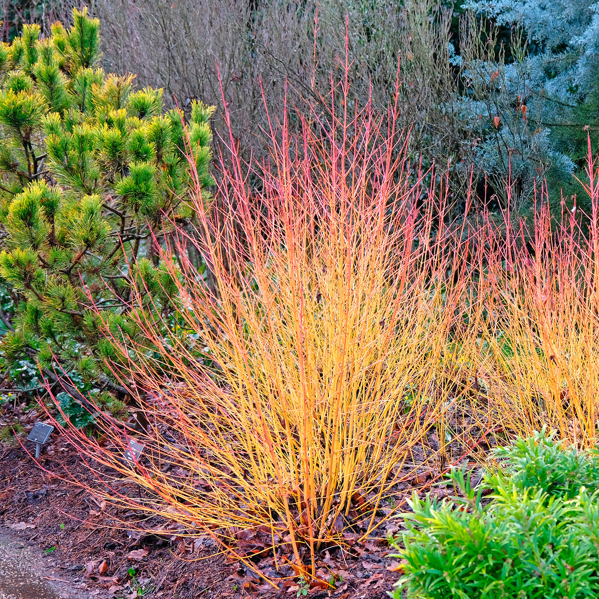 Cornouiller sanguin Midwinter Fire