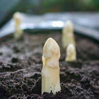 Asparagus officinalis argenteuil - 10 Asperges Argenteuil - Plants potagers