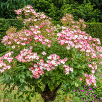 Rosier Ballerina - Rosa ballerina - Bakker