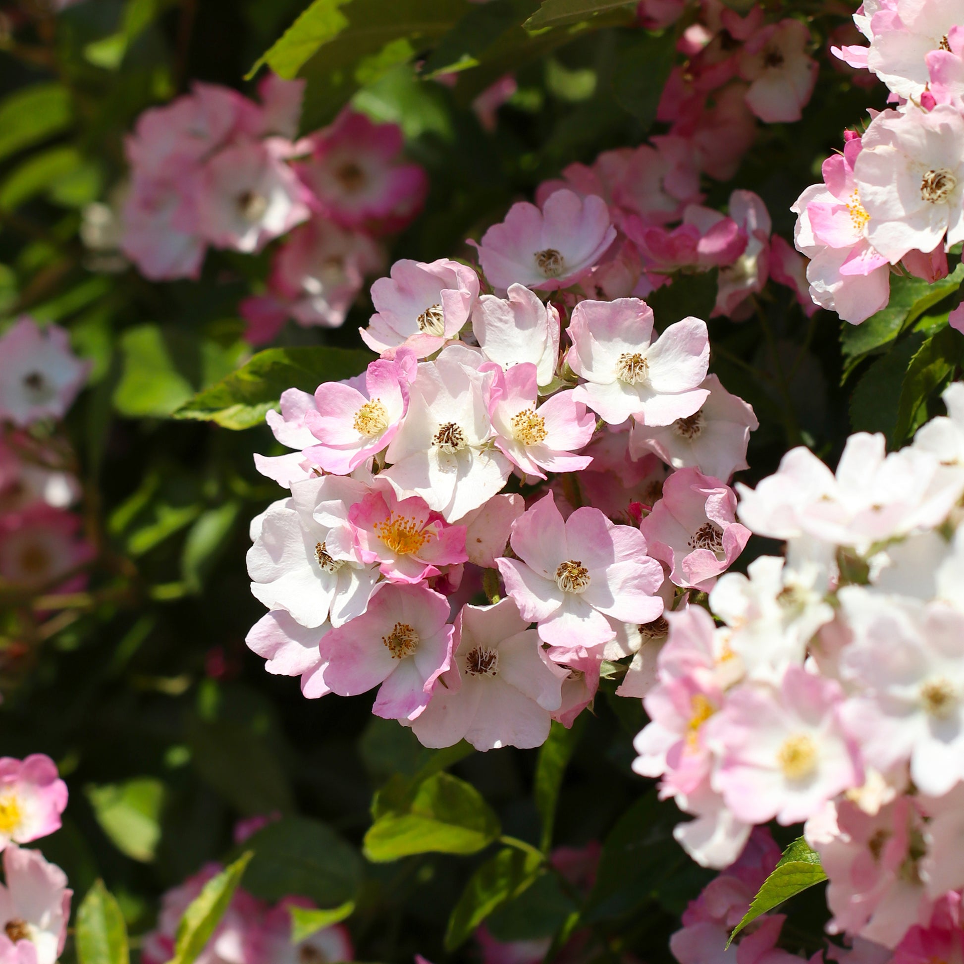 Rosa ballerina - Rosier Ballerina - Rosiers parfumés