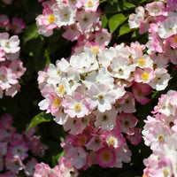 Rosiers parfumés - Rosier Ballerina - Rosa ballerina