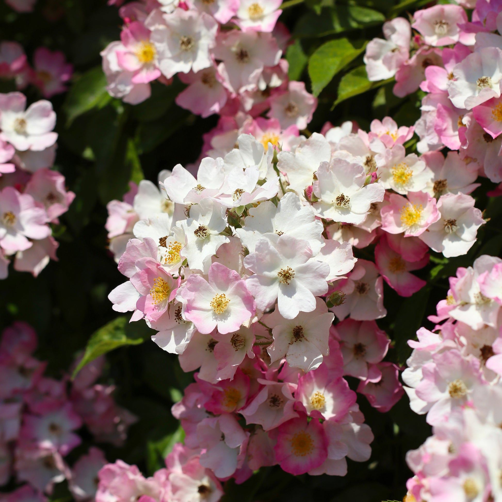 Rosiers parfumés - Rosier Ballerina - Rosa ballerina