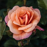 Rosier Aprikola® - Rosa Aprikola ® - Bakker