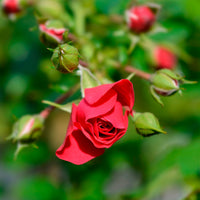 Rosa Toscana ® - Rosier Toscana® - Rosiers parfumés