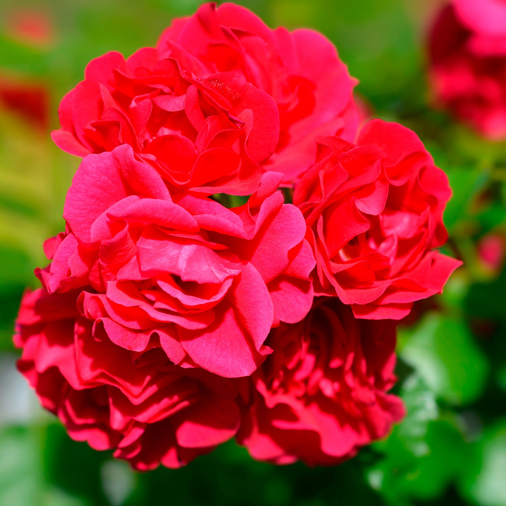 Rosiers parfumés - Rosier Toscana® - Rosa Toscana ®
