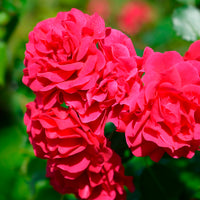 Rosier Toscana® - Bakker