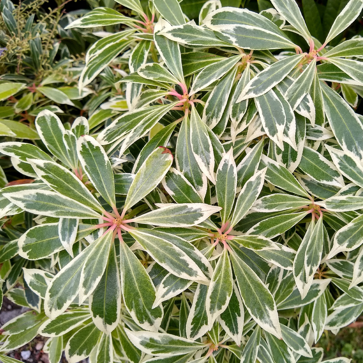 Pieris japonica Flaming Silver - Andromède Flaming Silver - Plantes de terrasses et balcons