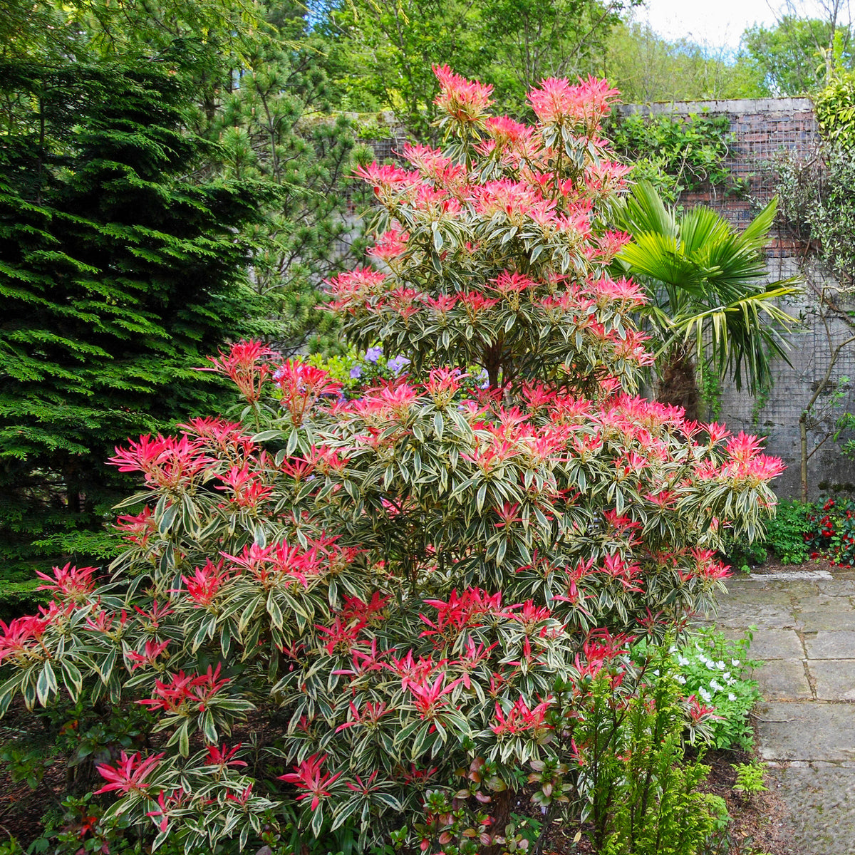 Andromède Flaming Silver - Pieris japonica Flaming Silver - Bakker