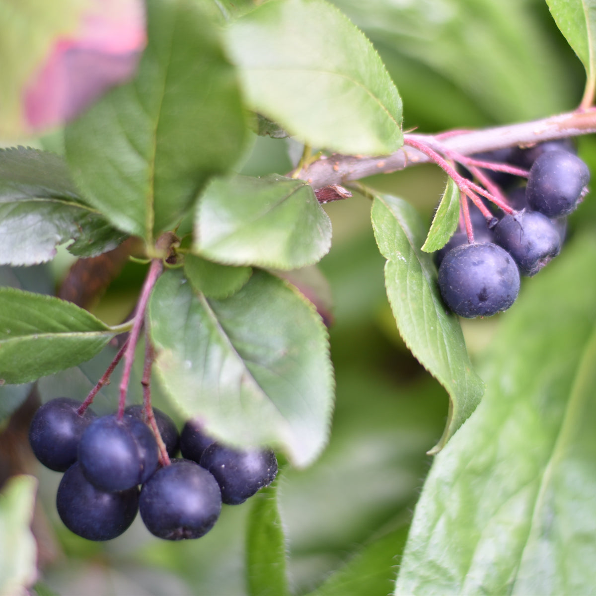 Aronia prunifolia Nero - Bakker