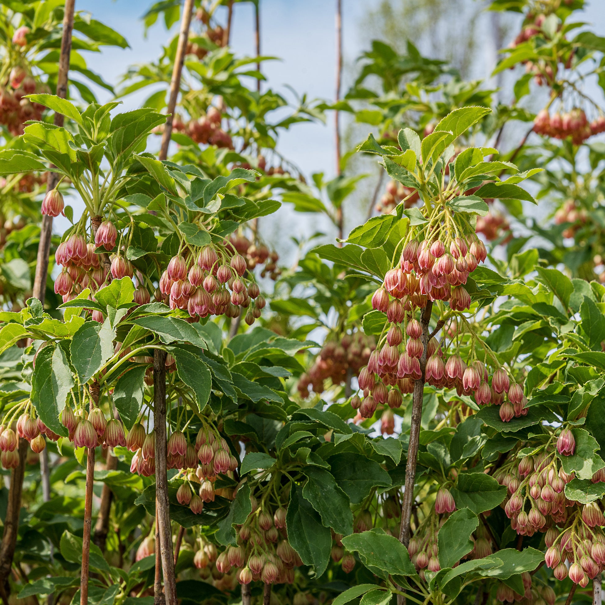 Enkianthus campanulatus red bells - Andromède campanulée - Plantes de terrasses et balcons