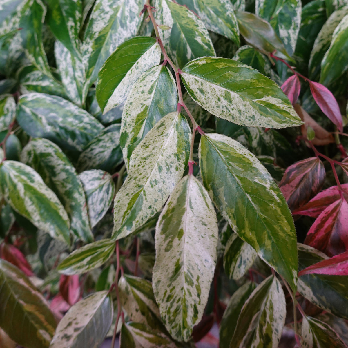 Leucothoe walteri Rainbow - Bakker