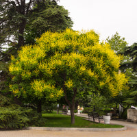 Vente Savonnier - Koelreuteria paniculata