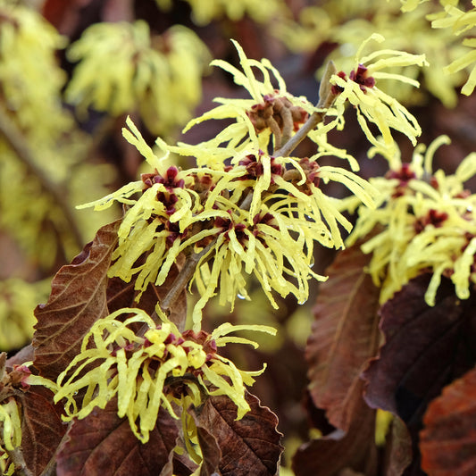Hamamélis intermedia Sunburst - Bakker