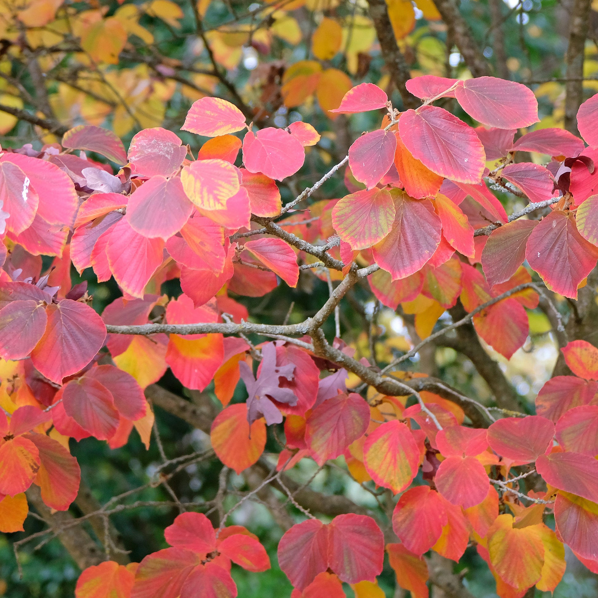 Hamamélis intermedia Sunburst - Hamamelis intermedia 'sunburst' - Bakker