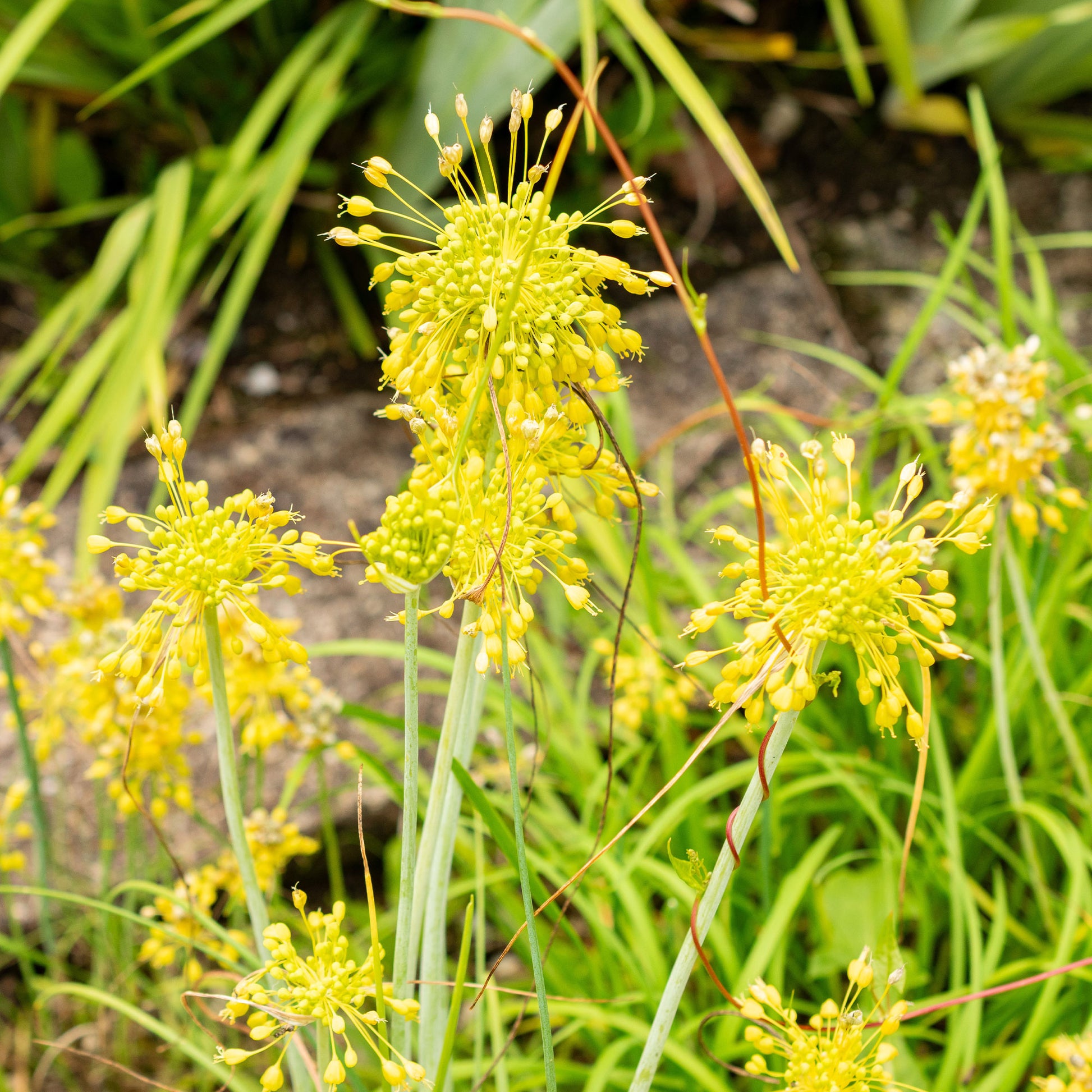 Plantes vivaces - Ail jaune - Allium flavum