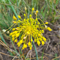 Allium flavum - Ail jaune - Plantes vivaces