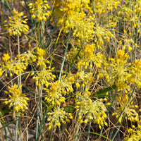 Ail jaune - Allium flavum - Bakker