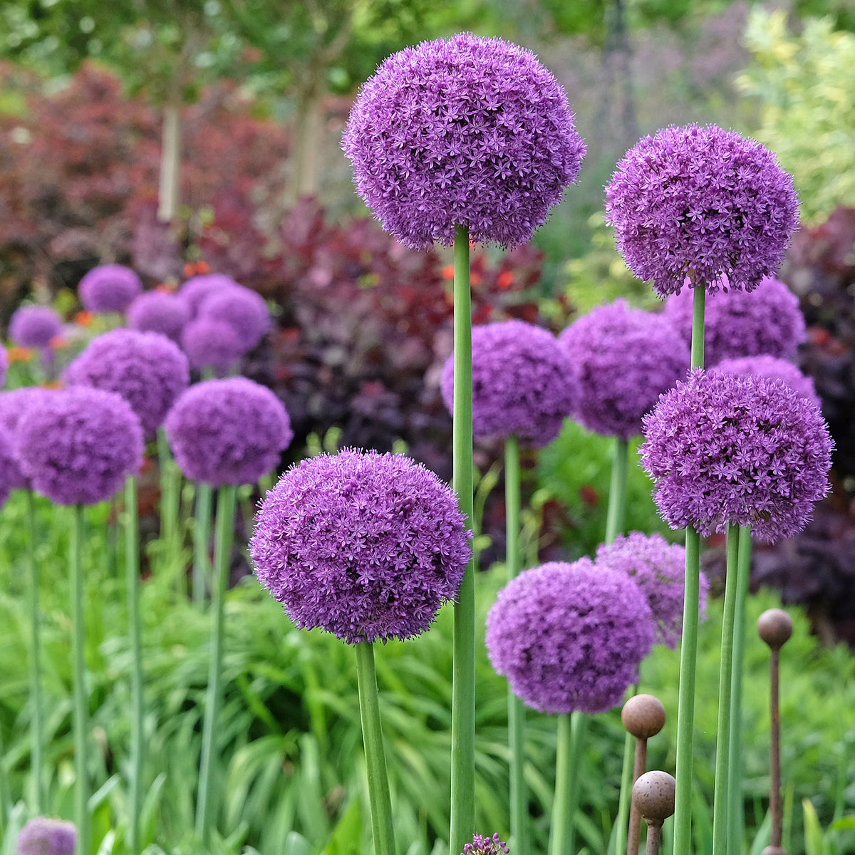 Ail géant de l'Himalaya - Bakker