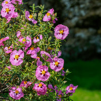 Cistus - Ciste - Ciste pourpre - Cistus purpureus