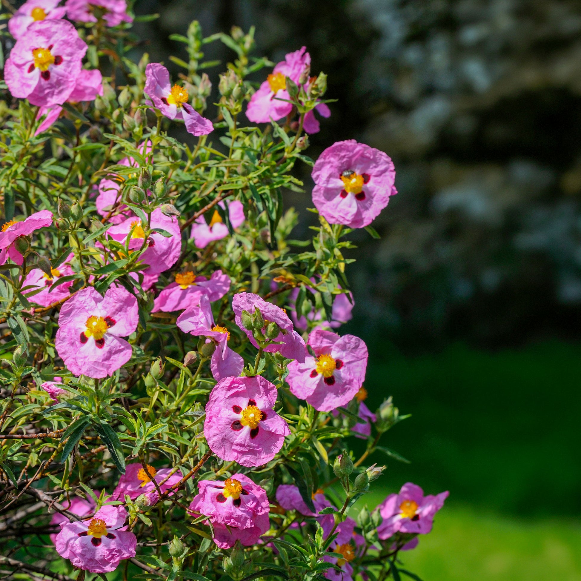 Cistus - Ciste - Ciste pourpre - Cistus purpureus