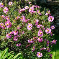 Ciste pourpre - Bakker
