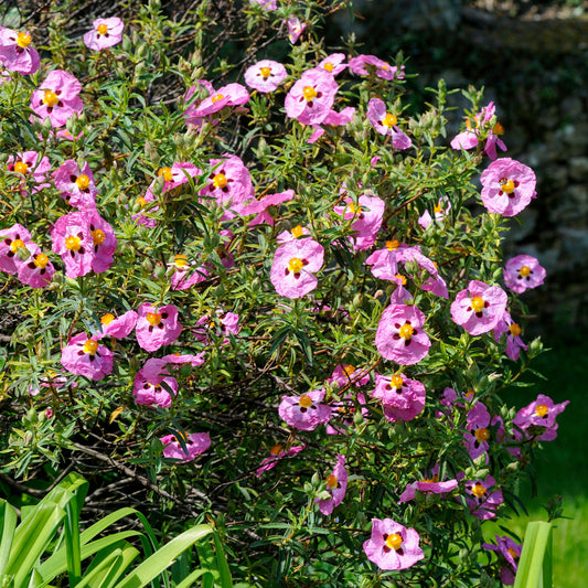 Ciste pourpre - Bakker