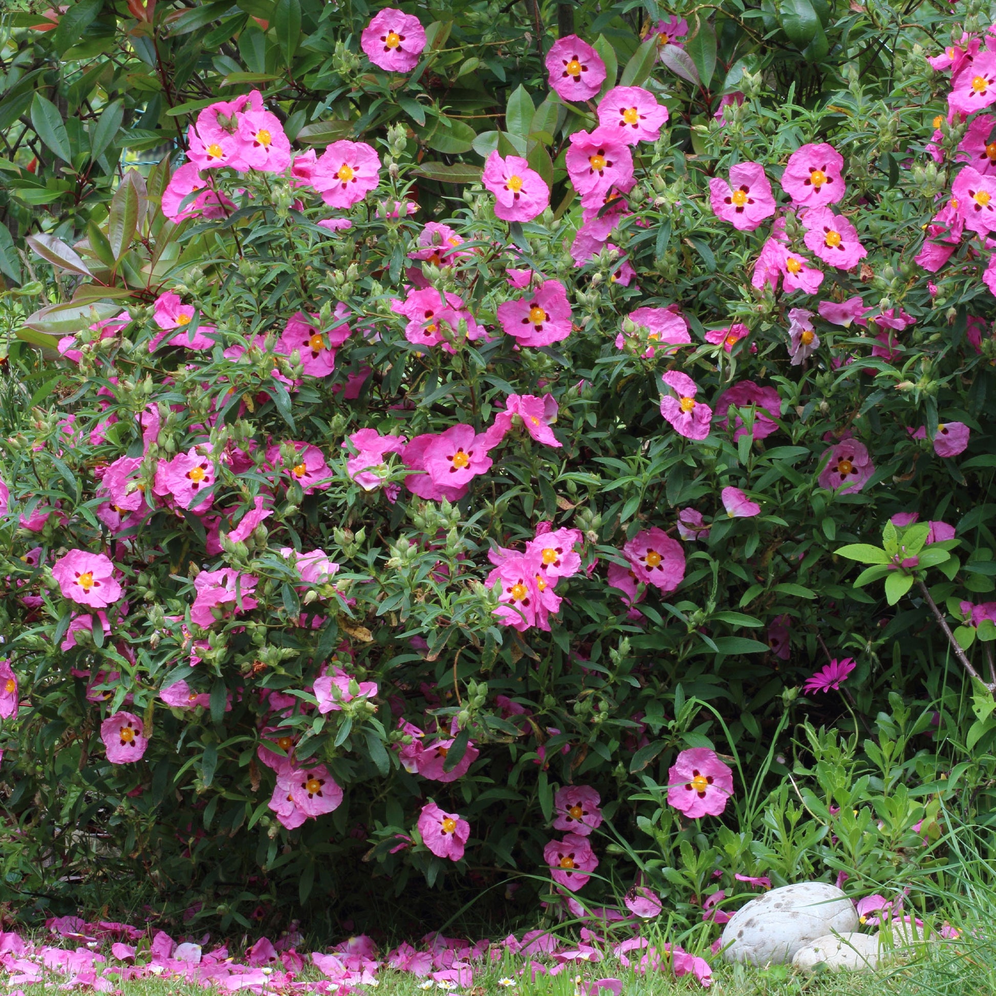 Vente Ciste pourpre - Cistus purpureus