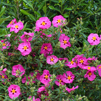 Ciste pourpre - Cistus purpureus - Bakker