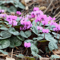 Cyclamen coum - Cyclamen coum Rose - Plantes vivaces