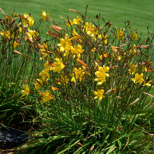 Hémérocalle Corky - Bakker