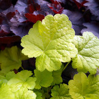 Heuchera sweet tart - little cutie series - Heuchère Sweet Tart - Heuchère