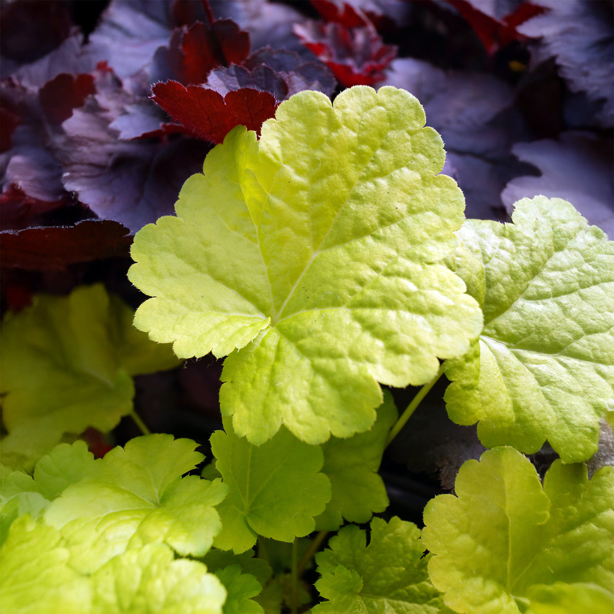 Heuchera sweet tart - little cutie series - Heuchère Sweet Tart - Heuchère
