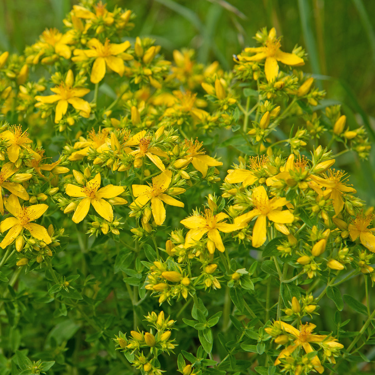 Hypericum perforatum - Millepertuis perforé - Plantes vivaces