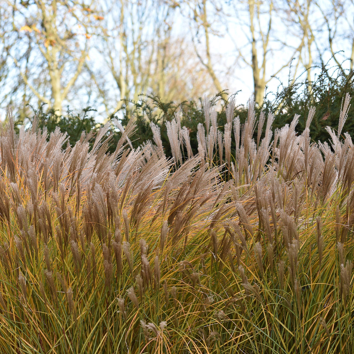 Eulalie Malepartus - Bakker