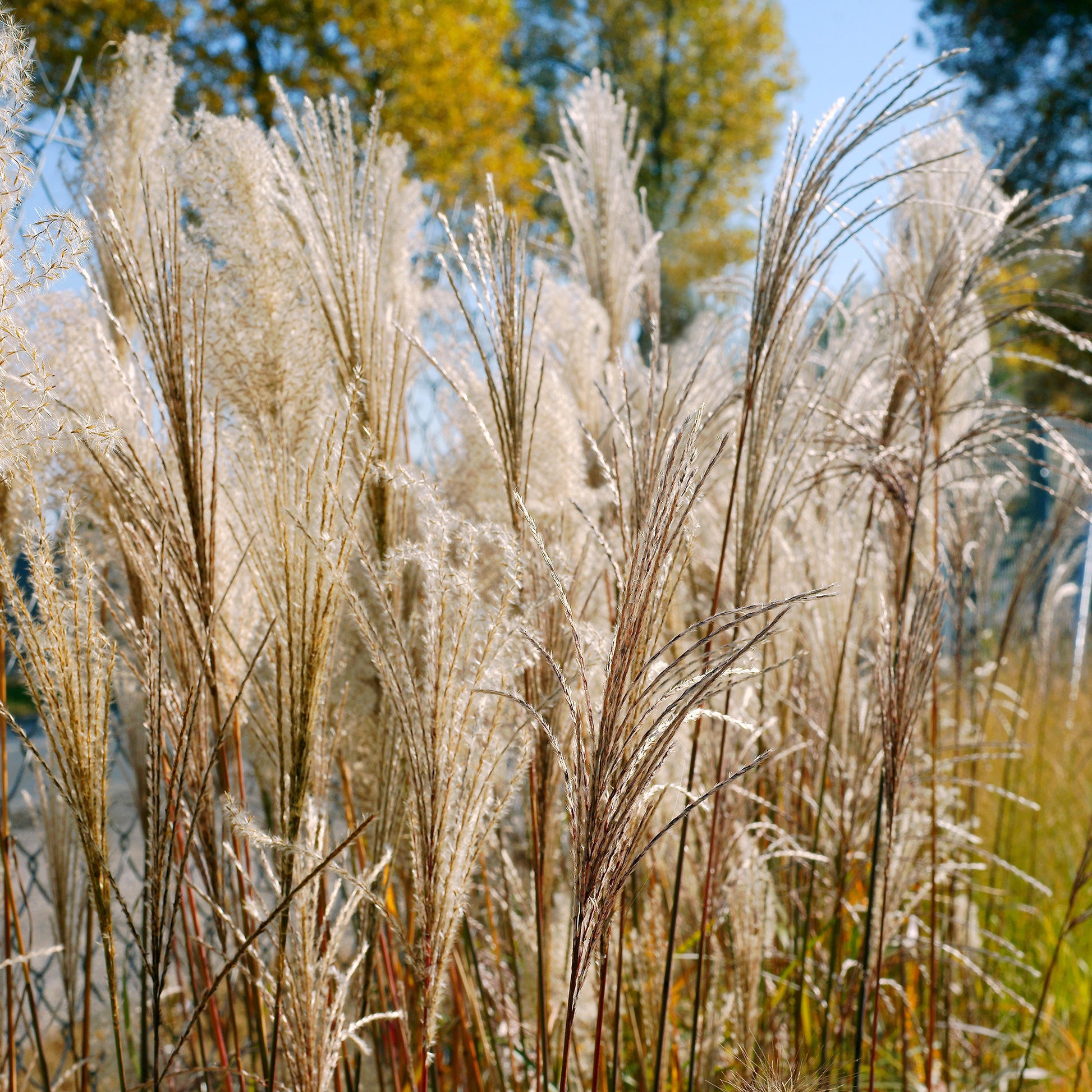 Eulalie Malepartus - Miscanthus sinensis malepartus - Bakker