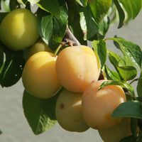 Prunus domestica reine-claude dorée - Prunier Reine-Claude Dorée - Pruniers