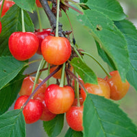 Prunus avium coeur de pigeon - Cerisier Coeur de Pigeon - Cerisiers