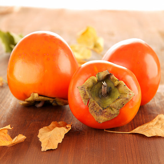 Kaki Rojo Brillante - Bakker