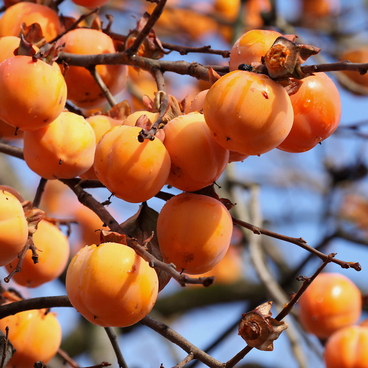 Kaki - Kaki Tipo - Kaki diospyros tipo