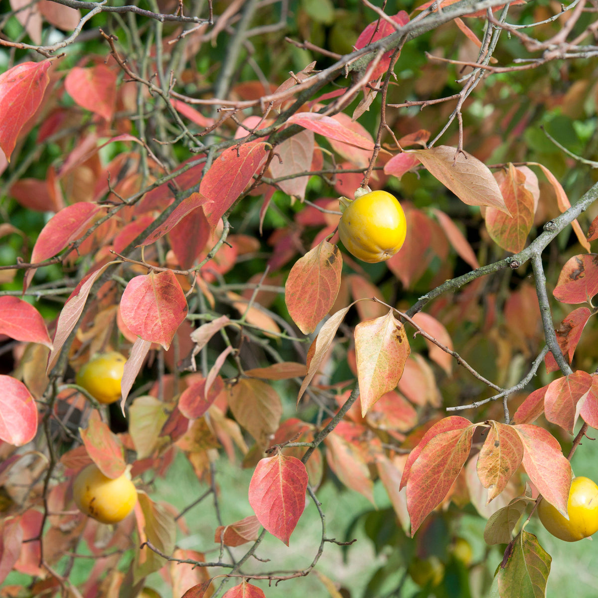 Kaki diospyros tipo - Kaki Tipo - Kaki