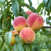 Pêchers - Pêcher Suncrest - Prunus persica suncrest