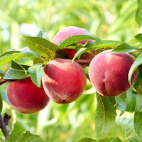 Vente Pêcher Suncrest - Prunus persica suncrest