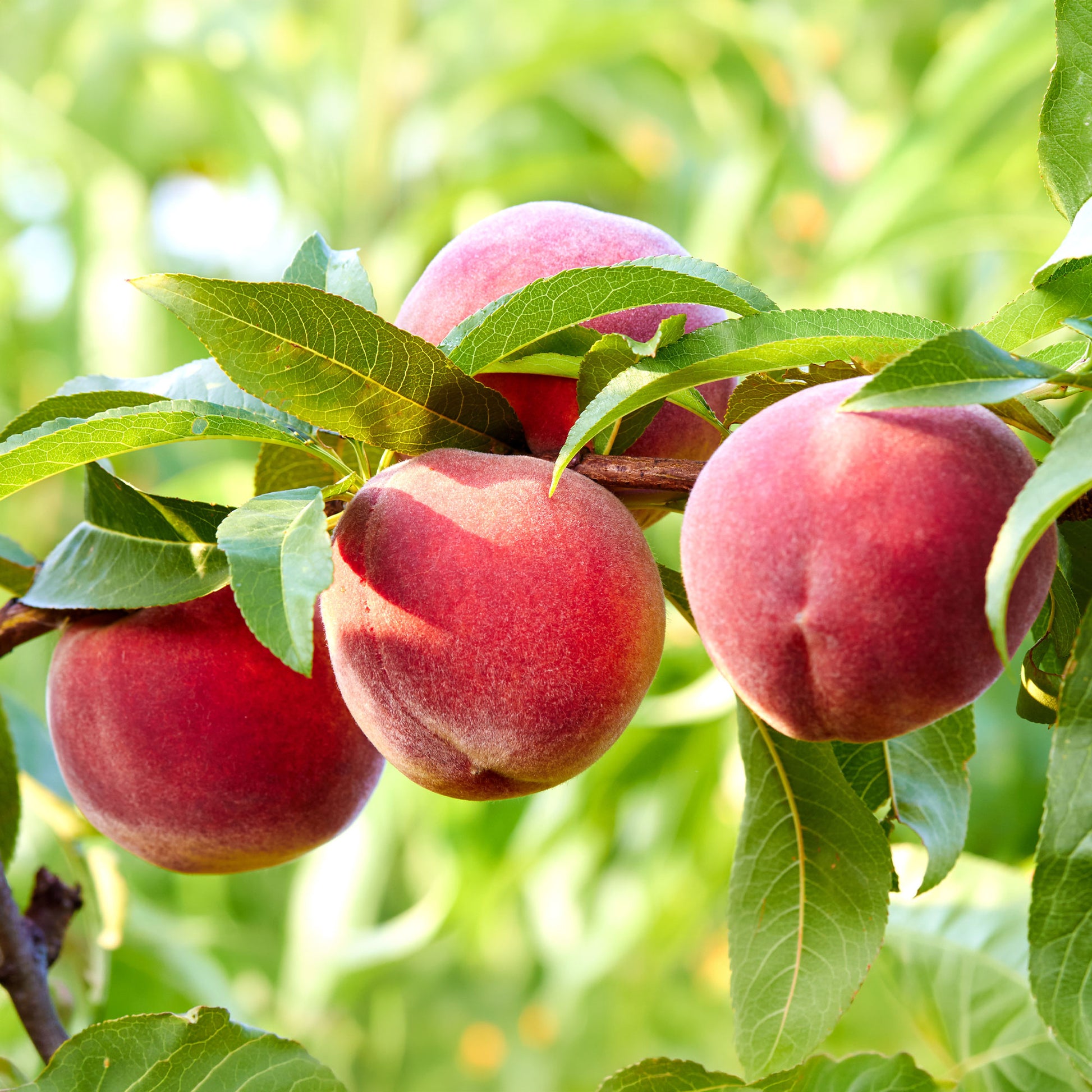 Vente Pêcher Suncrest - Prunus persica suncrest