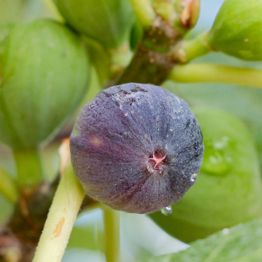 Figuier Brogiotto Noir - Bakker