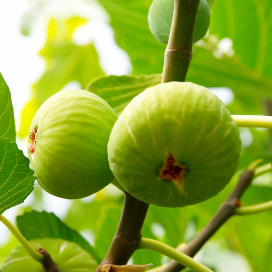 Figuier Brogiotto Blanc - Bakker