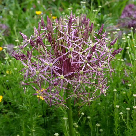 10 Alliums Christophii - Bakker