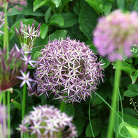 Bulbes d'Allium - 10 Alliums Christophii - Allium christophii