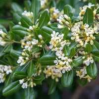 Pittosporum tobira - Arbustes à feuillage persistant - Bakker